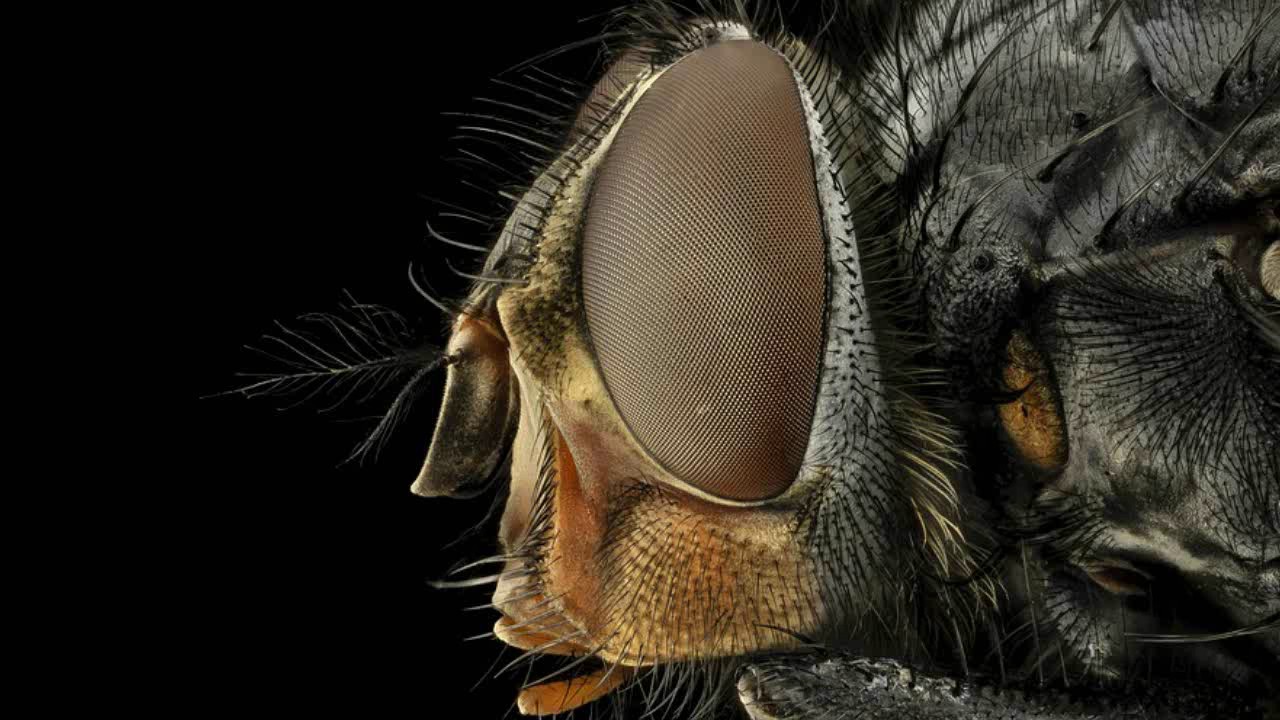 Die Stubenfliege Youtube