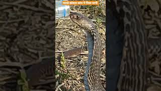 प्यासा कोबरा सांप ने पिया पानी#viralvideo #shots #snake #कोबरा