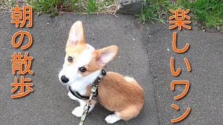 【コーギー】朝の散歩は楽しいワン(子犬のラビー)