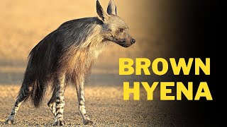 Interesting facts about Brown hyena | Brown hyena | hyena | Hyenas | Animal kingdom