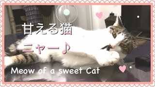 構ってほしい猫の甘えた鳴き声。Kisuke Cat's sweet cry that I want to play