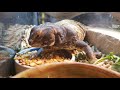 uromastyx eating