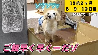 【①お外は猛暑、僕は快適②勝手に洗われたベッド③待たされた夜ご飯】【ポナさんの日常＃160】18歳2ヶ月8・9・10日目