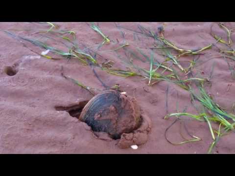Clam digging | How to dig clams on the beach Clam digging | How to dig clams on the beach