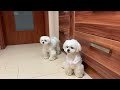 MALTESE PUPPIES MEET OUR NEW CAT