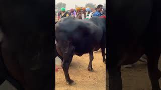 Sifat dairy farming #buffalo #farming #dairyindustry #murrah #shorts #shortvideo #youtubeshorts