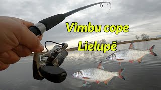 Vimbu cope Lielupē! Vimbām uzradušies konkurenti!