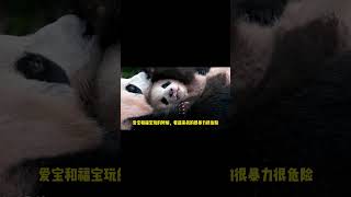 爱宝真的是一个尽职尽责的母亲，爱宝把所有的爱都给了孩子#大熊猫福宝 #大熊猫爱宝 #爱宝双胞胎#shorts