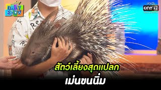 สัตว์เลี้ยงสุดแปลก เม่นขนนิ่ม | HIGHLIGHT Daily Show EP.30 | 25 มี.ค. 65 | one31