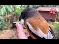 unexpected christmas guest rufous treepie dendrocitta vagabunda indian treepie ഓലേഞ്ഞാലി