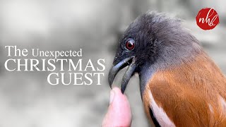 Unexpected Christmas Guest | Rufous Treepie (Dendrocitta vagabunda) | Indian Treepie | ഓലേഞ്ഞാലി