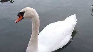 Swan eating அன்ன பறவை