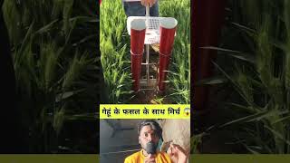 गेहूं के फसल के साथ मिर्च उगाने का नया तकनीक //New technique of growing chilli along with wheat crop