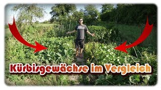 Kürbisgewächse im Vergleich | Zucchini, Kalebassen, Kürbis und Gurken