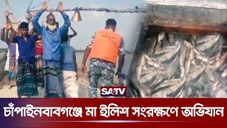 চাঁপাইনবাবগঞ্জে মা ইলিশ সংরক্ষণে অভিযান | Hilsa Conservation | Chapainawabganj | SATV