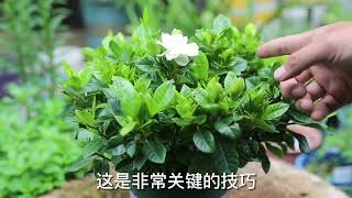 有人问栀子花怎么养？园艺师教你，如何让栀子花顺利开花