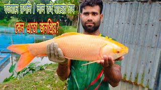 বর্তমানে জনপ্রিয় ও লাভজনক রুপসি/গোন্ডেন রুই মাছের চাষ করুন। এই মাছ শীতকালীন সময়েও দ্রুত বৃদ্ধি ঘটে