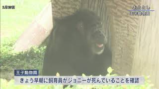 国内最高齢のチンパンジー 王子動物園の「ジョニー」が死ぬ