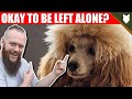 Can a POODLE be left alone?