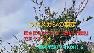 ウバメガシ剪定【透かし剪定　枝抜き剪定　造園　植木屋　庭師　庭木　樹木　職人】