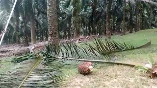 PANEN SAWIT POKOK TINGGI 30 KAKI DI LADANG FELDA