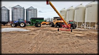 March Corn Harvest