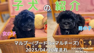 御家族様決まりました！【子犬の紹介】マルプー(トイプードル×マルチーズ)の兄妹【ドッグサロンプープープー 北海道 函館市 子犬 販売】