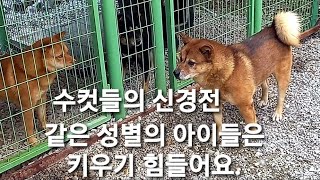 영월 국견 토종진돗개 흑황구 범돌, 불개 홍천, 네눈박이 태백 수컷 진돗개들의 신경전