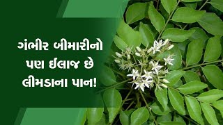 ગંભીર બીમારીનો પણ ઈલાજ છે લીમડાના પાન, કઈ રીતે કરશો ઉપયોગ? જુઓ વીડિયો