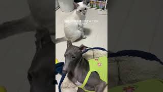 《最近仲良くなりつつある犬と猫》食後の猫の食べカスを狙う犬 #犬と猫どっちも飼ってると毎日たのしい #仲良し #子猫 #イタグレ