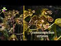 Grammatophyllum scriptum, Sungguh Cantik, Menawan Hati ketika Full Blooming || Galeri Anggrekku