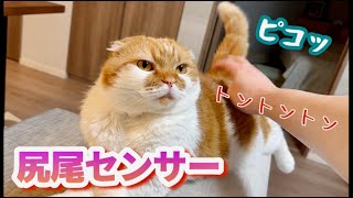 お尻ポンポンで尻尾ピコーンする猫が可愛すぎる