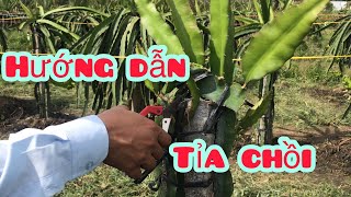 Kỹ Thuật Trồng Cây Thanh Long - Hướng Dẫn Tỉa Chồi , Tỉa Cành Cho Thanh Long