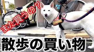 白柴犬アンズの散歩で飼い主の必需品は？