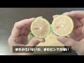 レモン【ピンクレモネード】植え替えと試食しました。