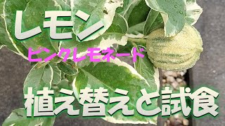 レモン【ピンクレモネード】植え替えと試食しました。