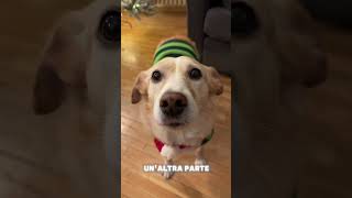 Stamattina mi stava cercando 😒#canedivertente #cane #pets #caneparlante #shortvideo #shorts