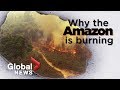 Amazon forest fire: What it tells us about deforestation