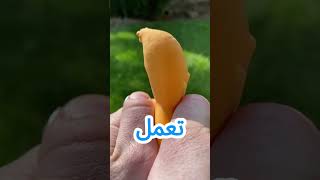 منك لله يا شيخ ودتني في داهية 😂