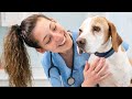 3 Top Rated Pet Insurance Companies in 2024