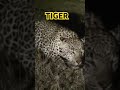 tiger the animal is danger ।। बाघ की असली व गुस्सैल दहाड़ tiger viralshorts