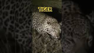 Tiger- The animal is danger ।। बाघ की असली व गुस्सैल दहाड़#tiger#viralshorts