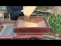 threshing wheat with a flail 2010