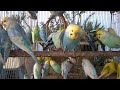 🌟 budgie mutations that defy expectations 🐦 rare colors you’ll love 💰