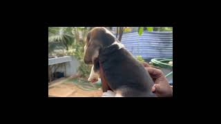 ഇതാണോ നീ പറഞ്ഞ കകഷി | Cute Puppy | Reality In Life