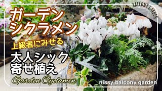 大人シックに春まで咲き続けるガーデニングシクラメン寄せ植え/初心者でも上級者に見せる工夫/ラナンキュラスラックスの目覚め/ガーデンシクラメンの夏ごし#71