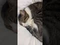 朝の猫達💕 べるとらんとりず ❣️ ねこ cat きじしろ兄弟 猫のいる暮らし 保護猫達の日常