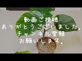 葉焼けしたウンベラータを剪定していく【観葉植物】