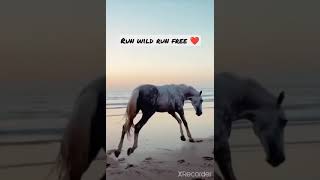 Horse riding.Sia unstoppable#shorts #trending#siaunstoppable #motivation #selfmade #ocean #like#live