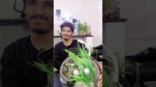 fish bowl घ्यायचा की fish tank